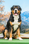 sitting Great Swiss Mountain Dog
