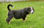 standing Great Swiss Mountain Dog Puppy