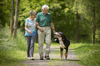 Seniors go for a walk with the Greater Swiss Mountain Dog