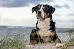 Great Swiss Mountain Dog at the baltic sea