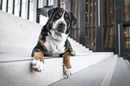 Great Swiss Mountain Dog in the city