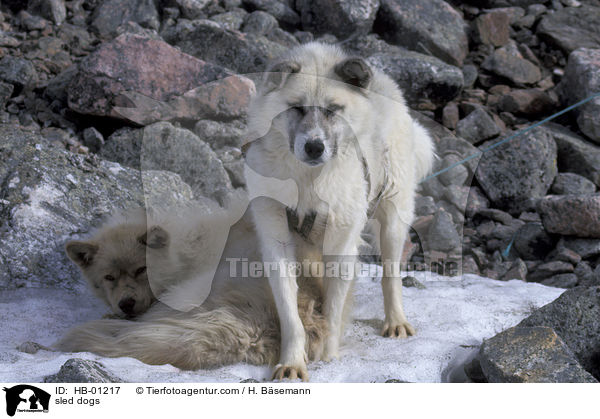 sled dogs / HB-01217