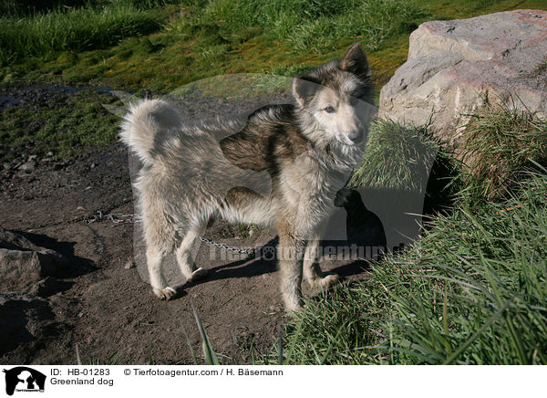 Greenland dog / HB-01283