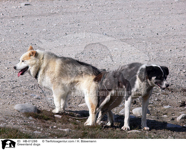 Greenland dogs / HB-01286