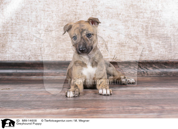 Greyhound Puppy / MW-14608