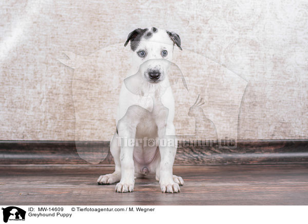 Greyhound Puppy / MW-14609