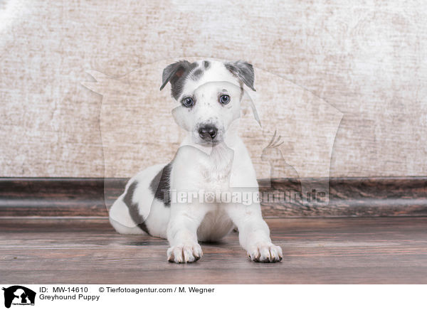 Greyhound Puppy / MW-14610