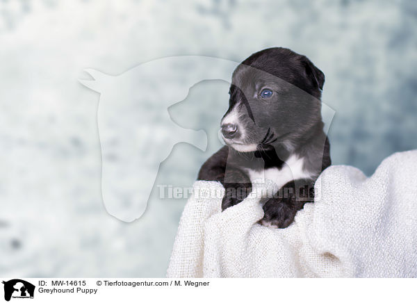 Greyhound Puppy / MW-14615