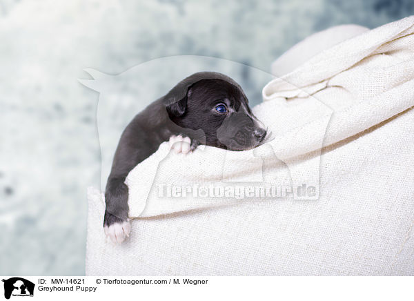 Greyhound Puppy / MW-14621