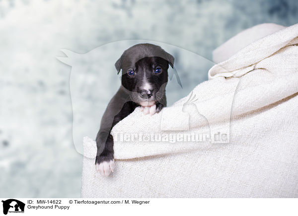 Greyhound Puppy / MW-14622