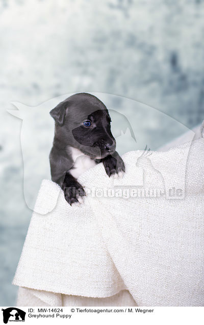 Greyhound Puppy / MW-14624