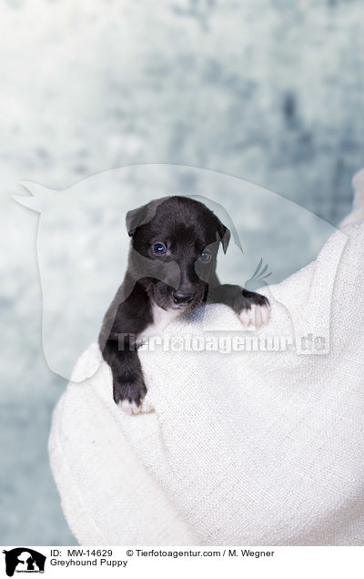 Greyhound Puppy / MW-14629