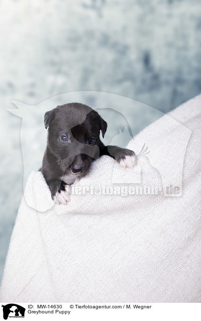 Greyhound Puppy / MW-14630