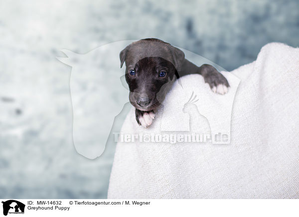 Greyhound Puppy / MW-14632