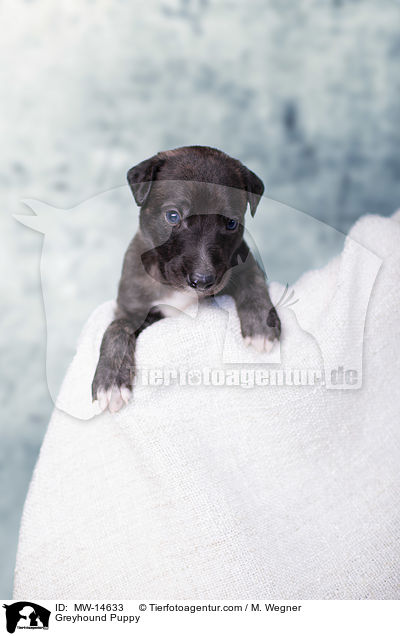 Greyhound Puppy / MW-14633