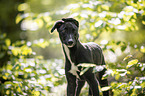 young Greyhound in the forest