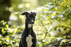 young Greyhound in the forest