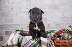 Greyhound puppy in basket