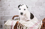Greyhound puppy in basket