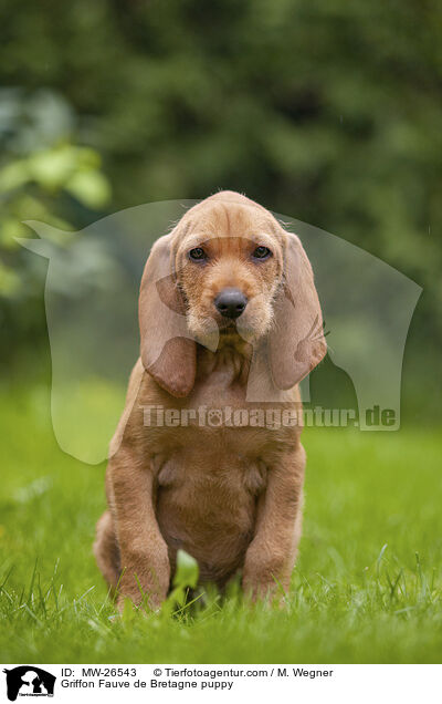 Griffon Fauve de Bretagne puppy / MW-26543