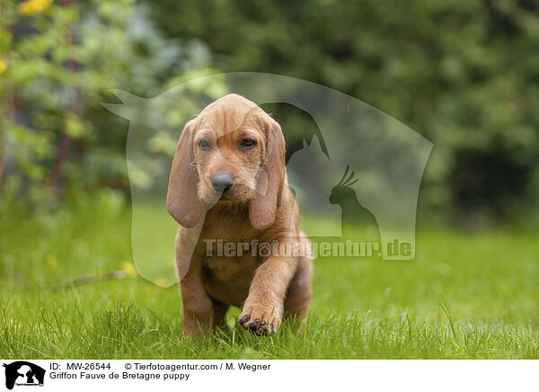 Griffon Fauve de Bretagne puppy / MW-26544