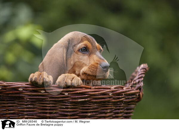 Griffon Fauve de Bretagne puppy / MW-26546