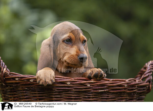 Griffon Fauve de Bretagne puppy / MW-26549