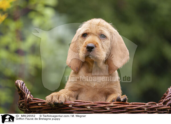 Griffon Fauve de Bretagne puppy / MW-26552