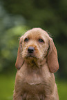 Griffon Fauve de Bretagne puppy