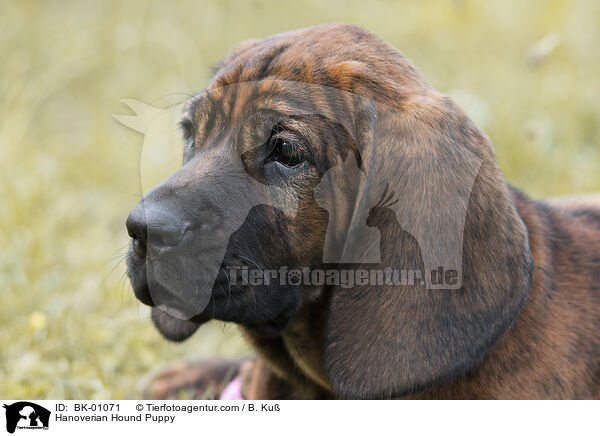 Hanoverian Hound Puppy / BK-01071