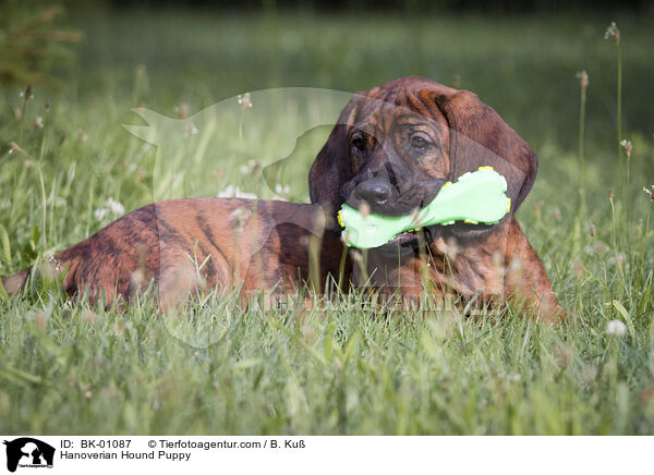 Hanoverian Hound Puppy / BK-01087
