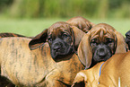 Hannoverian Hound Puppies