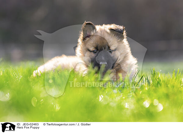Harz Fox Puppy / JEG-02463