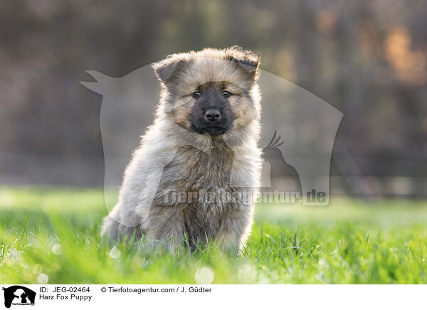 Harz Fox Puppy / JEG-02464