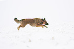 Harz Fox in winter