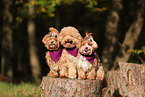 Havanese and Poodle