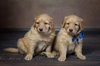 Hovawart Puppies