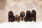 Hovawart Puppies