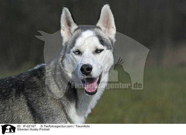 Siberian Husky Portrait / IF-02187