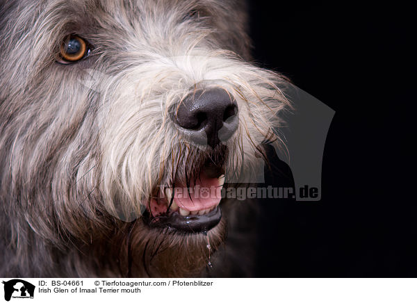 Irish Glen of Imaal Terrier mouth / BS-04661