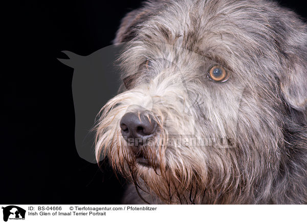 Irish Glen of Imaal Terrier Portrait / BS-04666
