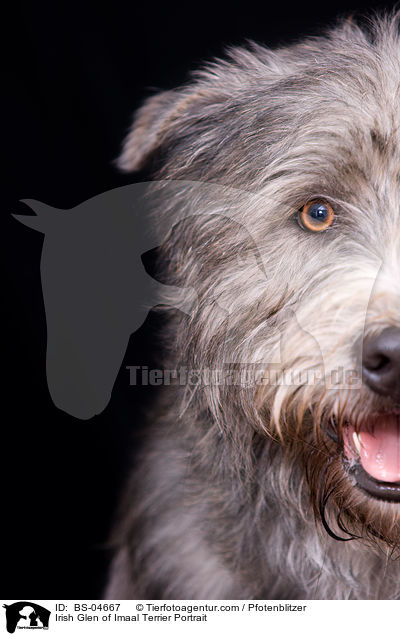 Irish Glen of Imaal Terrier Portrait / BS-04667