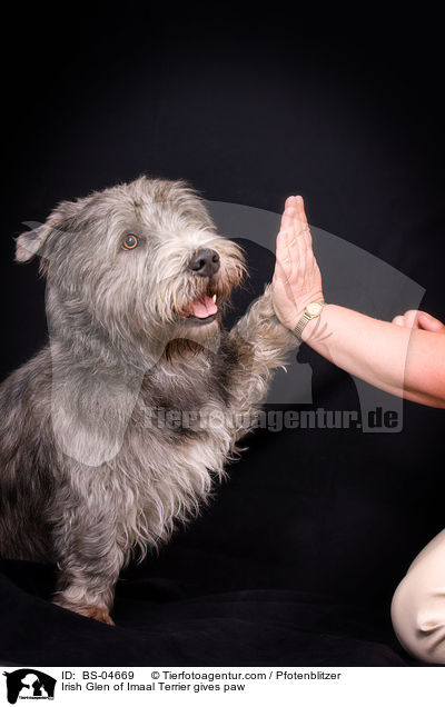 Irish Glen of Imaal Terrier gives paw / BS-04669