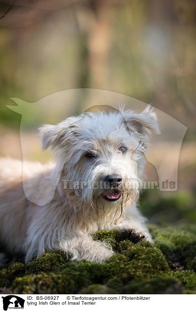 lying Irish Glen of Imaal Terrier / BS-06927