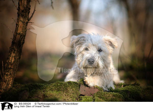 lying Irish Glen of Imaal Terrier / BS-06928