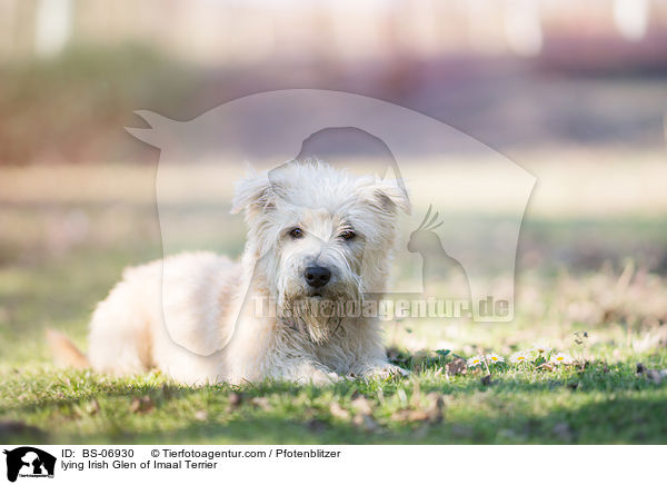 lying Irish Glen of Imaal Terrier / BS-06930