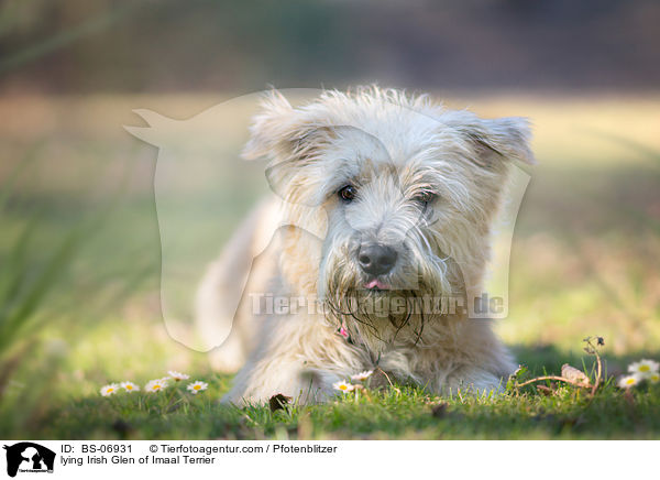 lying Irish Glen of Imaal Terrier / BS-06931
