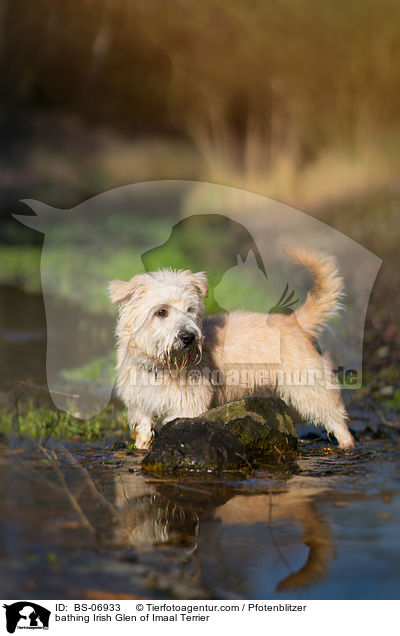 bathing Irish Glen of Imaal Terrier / BS-06933