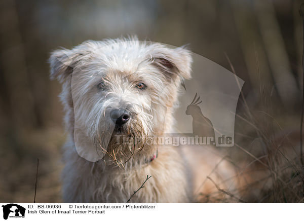 Irish Glen of Imaal Terrier Portrait / BS-06936