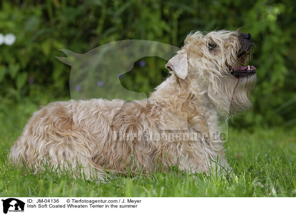 Irish Soft Coated Wheaten Terrier in the summer / JM-04136